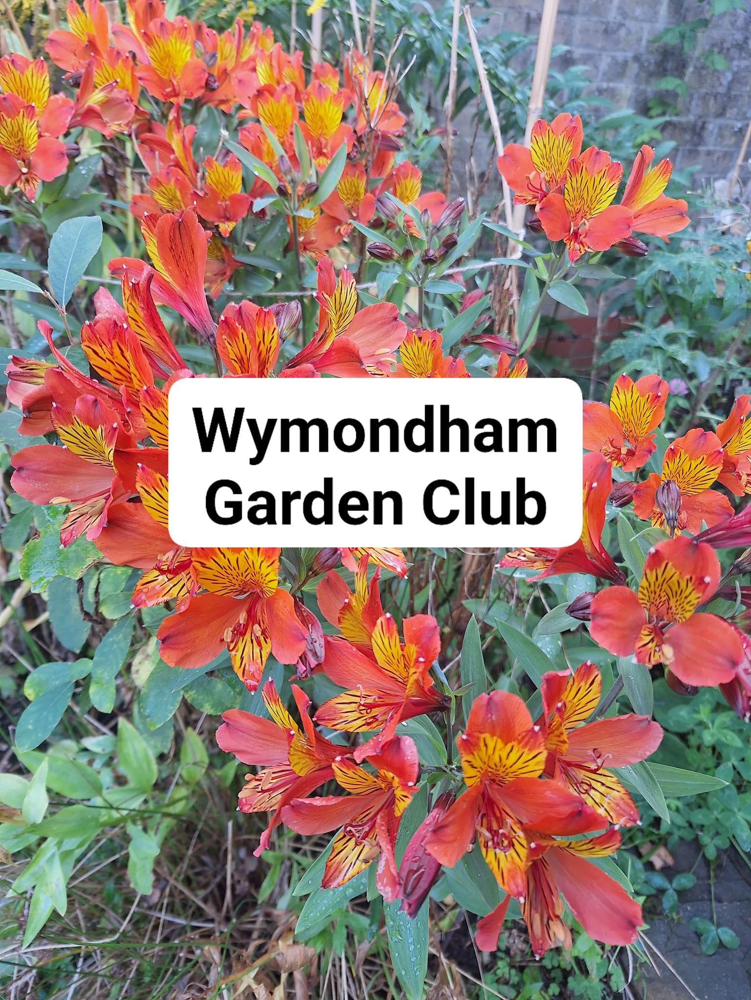 Talk: Colour in the Garden – Wymondham Garden Group, Town Green Centre,