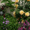 Wymondham Open Gardens Weekend – 6th & 7th June